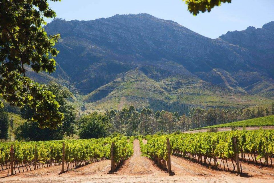 exclusive-cape-town-wine-tasting-tours-in-the-cape-winelands-south-africa