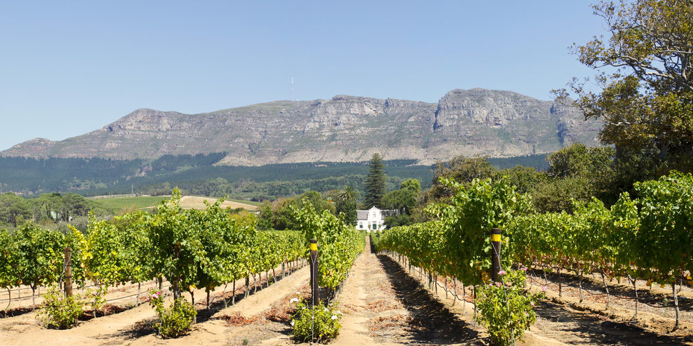 Discover Constantia Wine Route in Cape Town | Hike Addicts