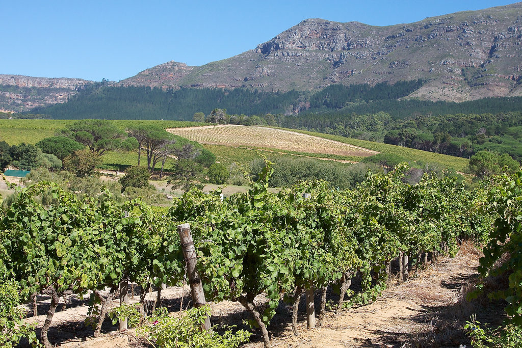 Constantia Wine Region In Cape Town, South Africa | Hike Addicts