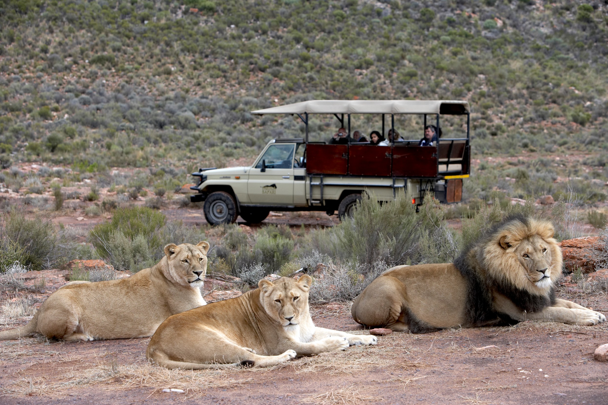 south africa safari august